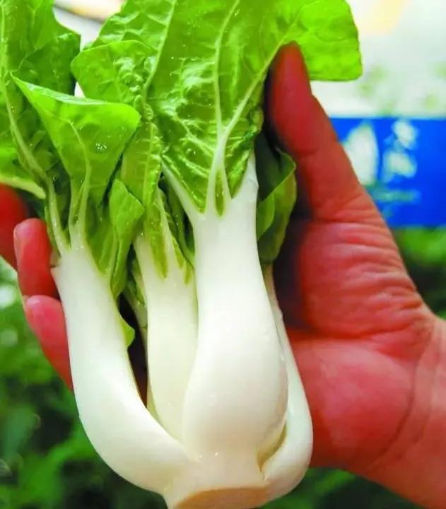 从龙芽白菜被毁案例说起,简单介绍一下白菜的种植和分类