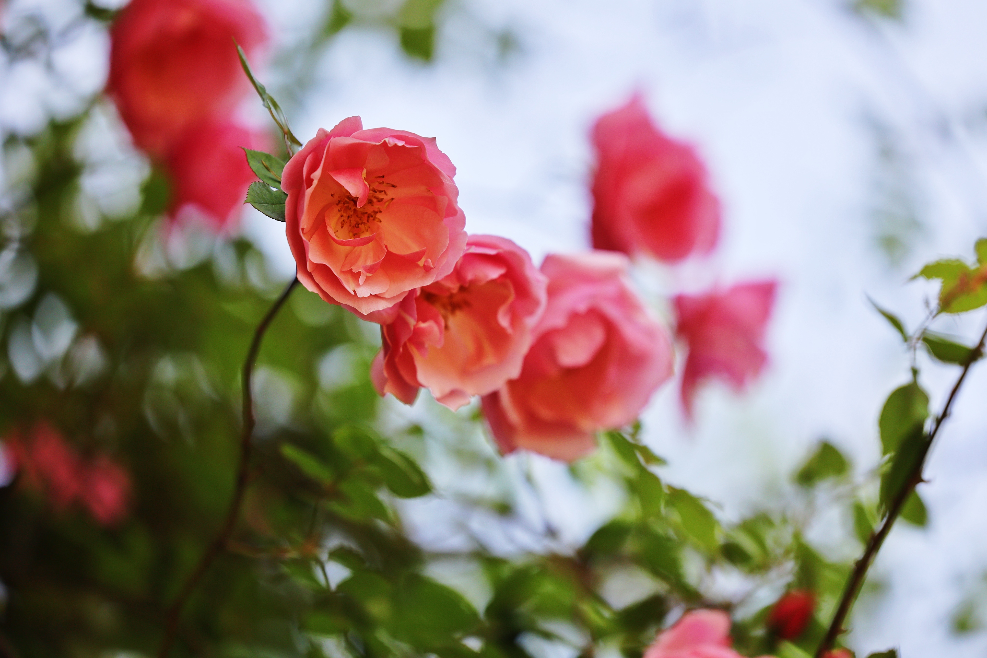 鹅湖水暖，玫瑰盛开；满树繁花间，又见虞美人