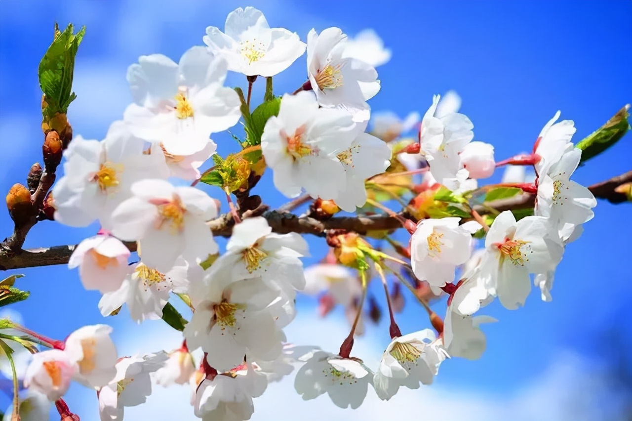 未入选《唐诗三百首》最著名的20首诗，其中有很多首你都能背下来