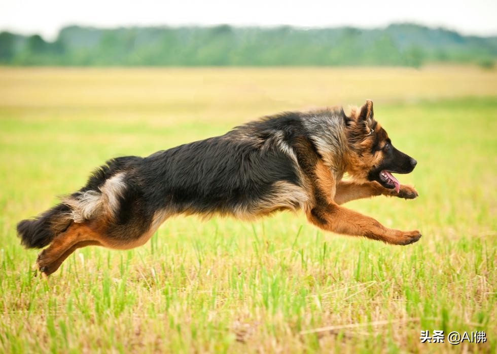 世界上跑得最快的狗