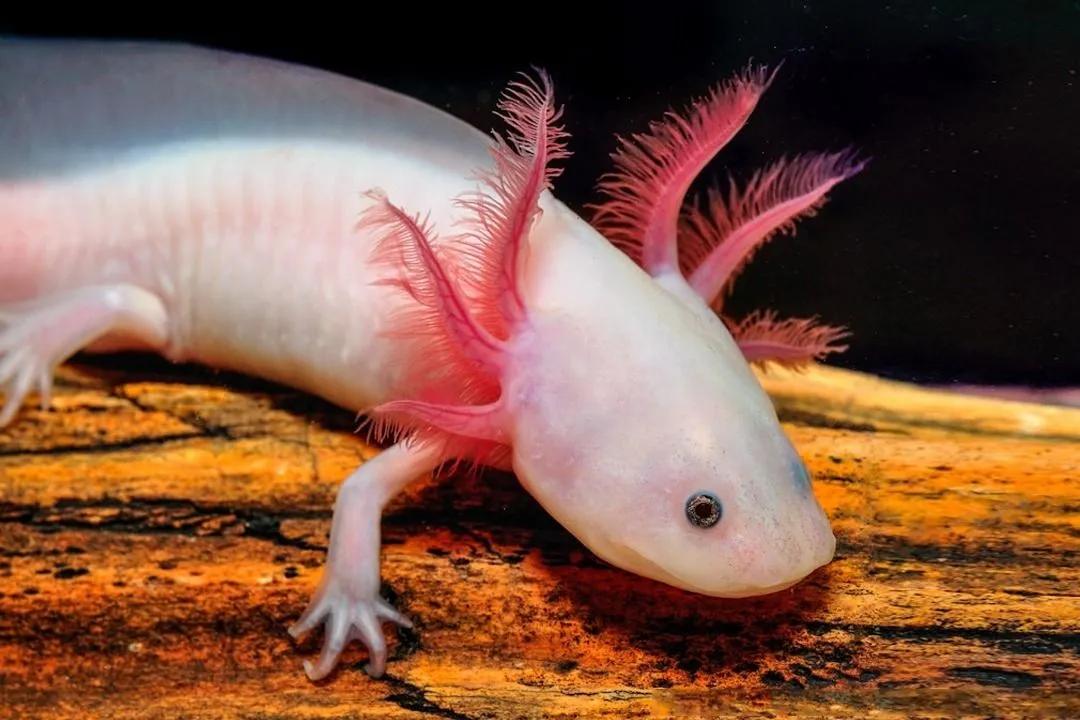 六角恐龙鱼美丽的六角恐龙鱼百科