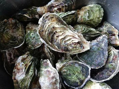 生蚝和牡蛎明明长得一模一样,到底有啥区别?看完涨知识了