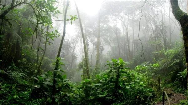 亚马逊雨林危机四伏，7大可怕杀手想想都后怕