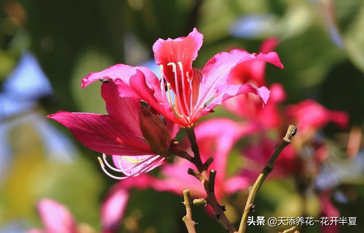 植物文化 紫荆花 香港特别行政区区花 天天看点