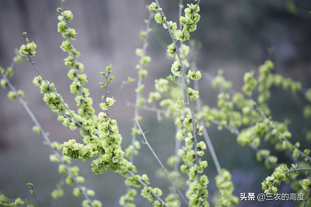 春天发芽的树（这6种树上的嫩芽要吃趁早）