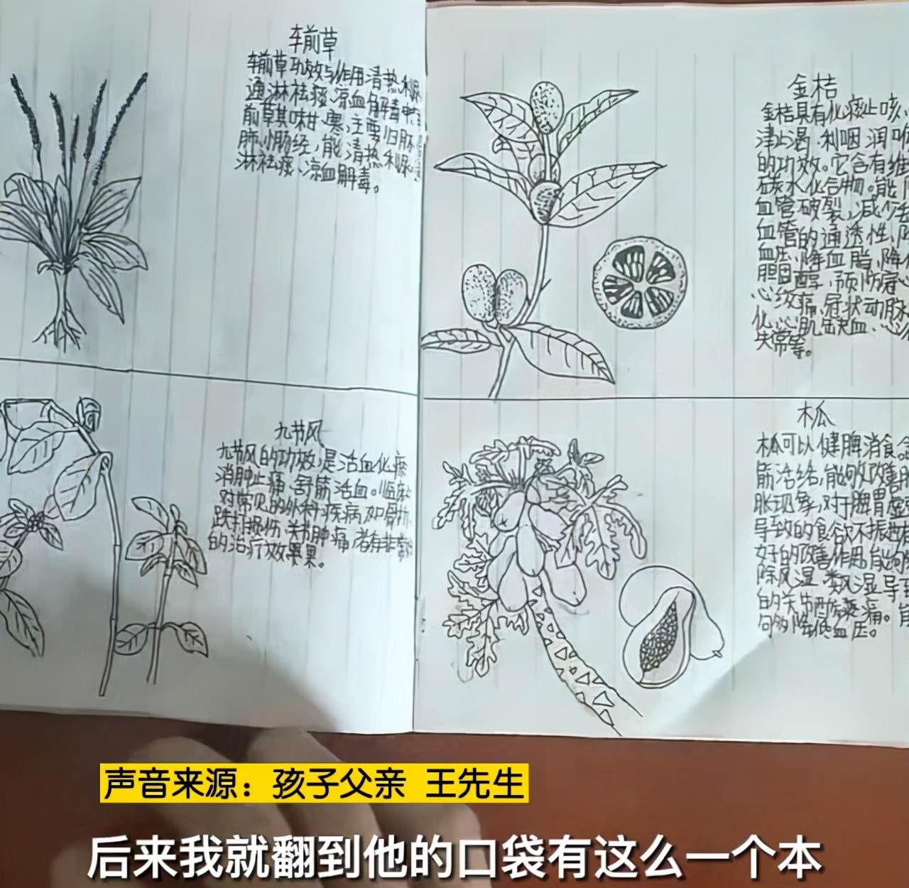 四川13岁初一学生手绘本草纲目走红，网友喊话家长：务必用心呵护