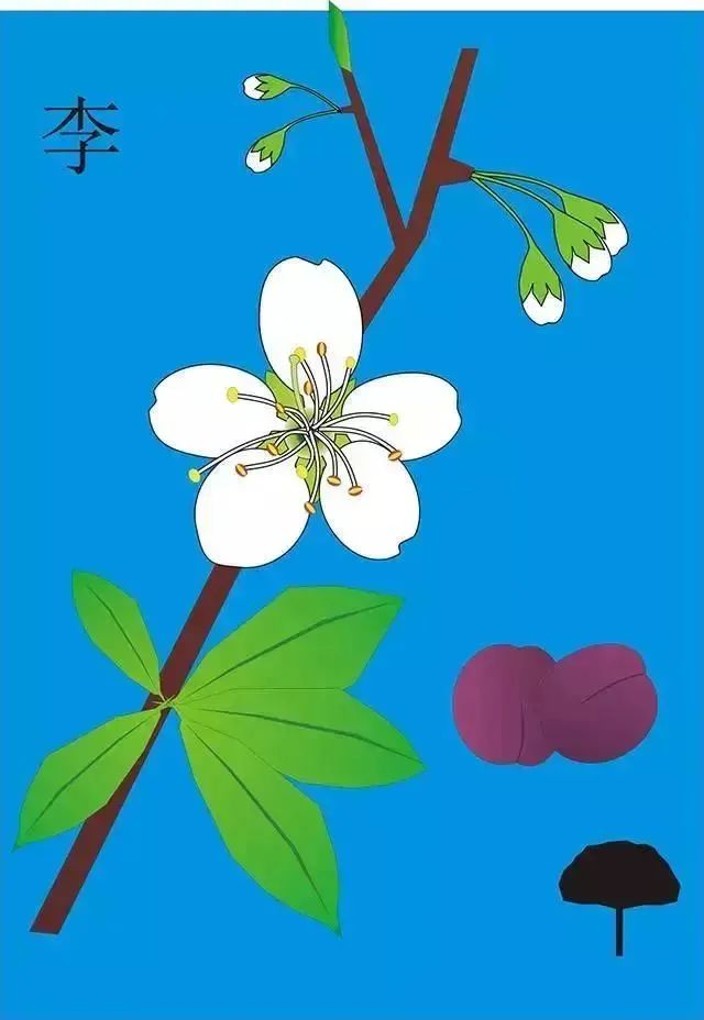 又到了樱梅桃李梨杏海棠……盛开的季节！脸盲吗？看这个