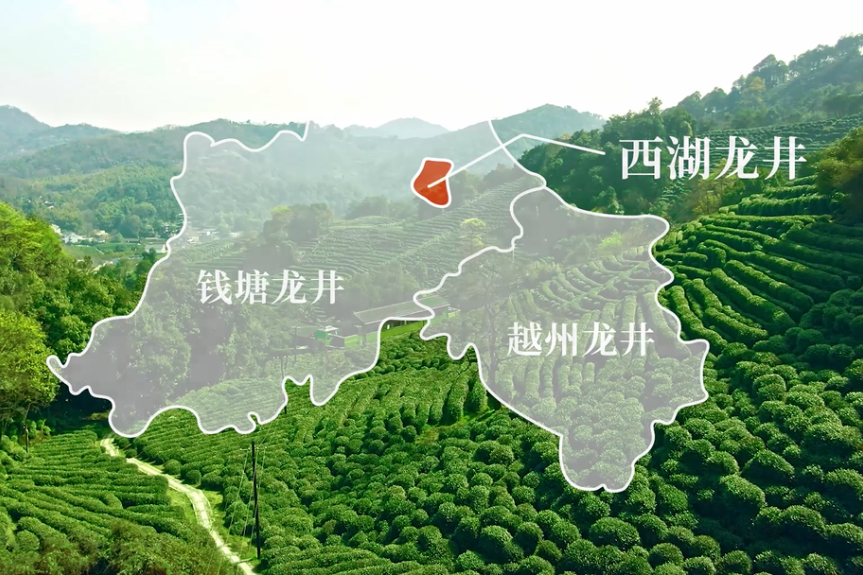 图片[4]-1斤百元与千元的西湖龙井区别在哪？差别挺大 别买错了-起舞食谱网