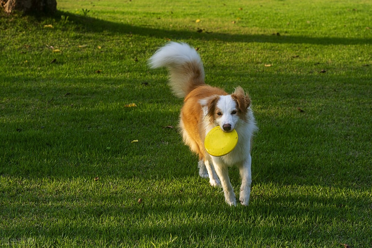 边牧犬的优缺点,看完你能接受吗?