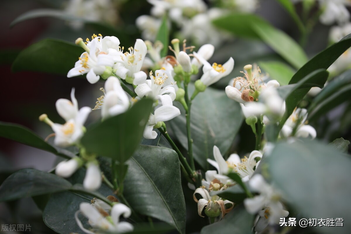 ​晚春橘花古诗七首赏读：橘花如雪细吹香，橘花开时香满城