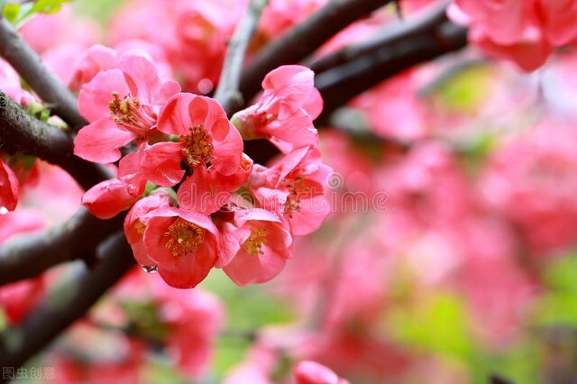 李清照词《如梦令》（绿肥红瘦处，惊起鸥鹭飞）
