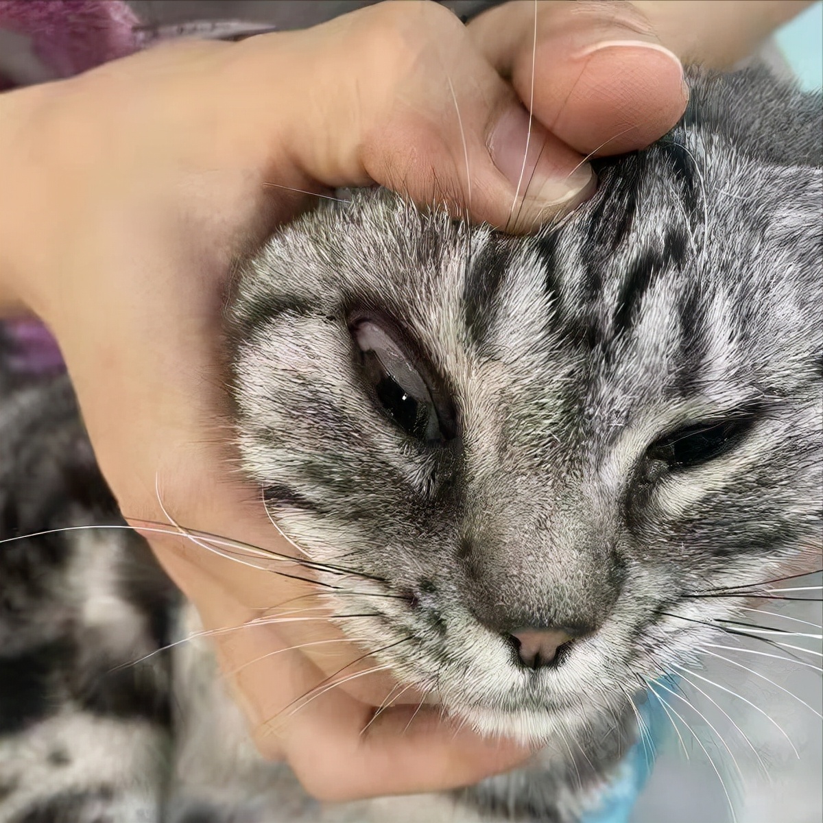 小猫经常流泪？菲尔顿：跟伤不伤心无关