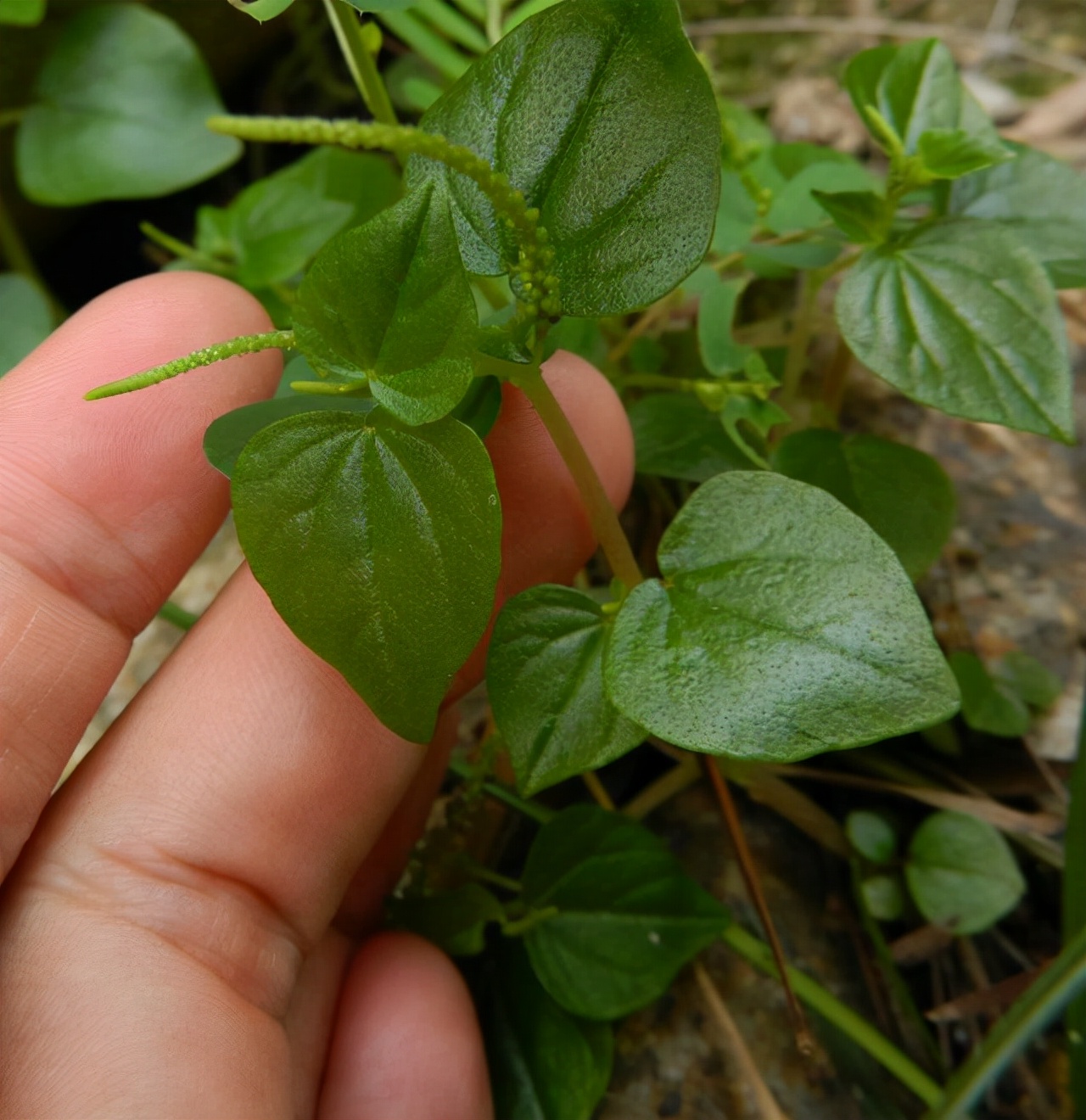 一种入侵野草,在我国成野菜,美味带胡椒味,野外见到请拔除