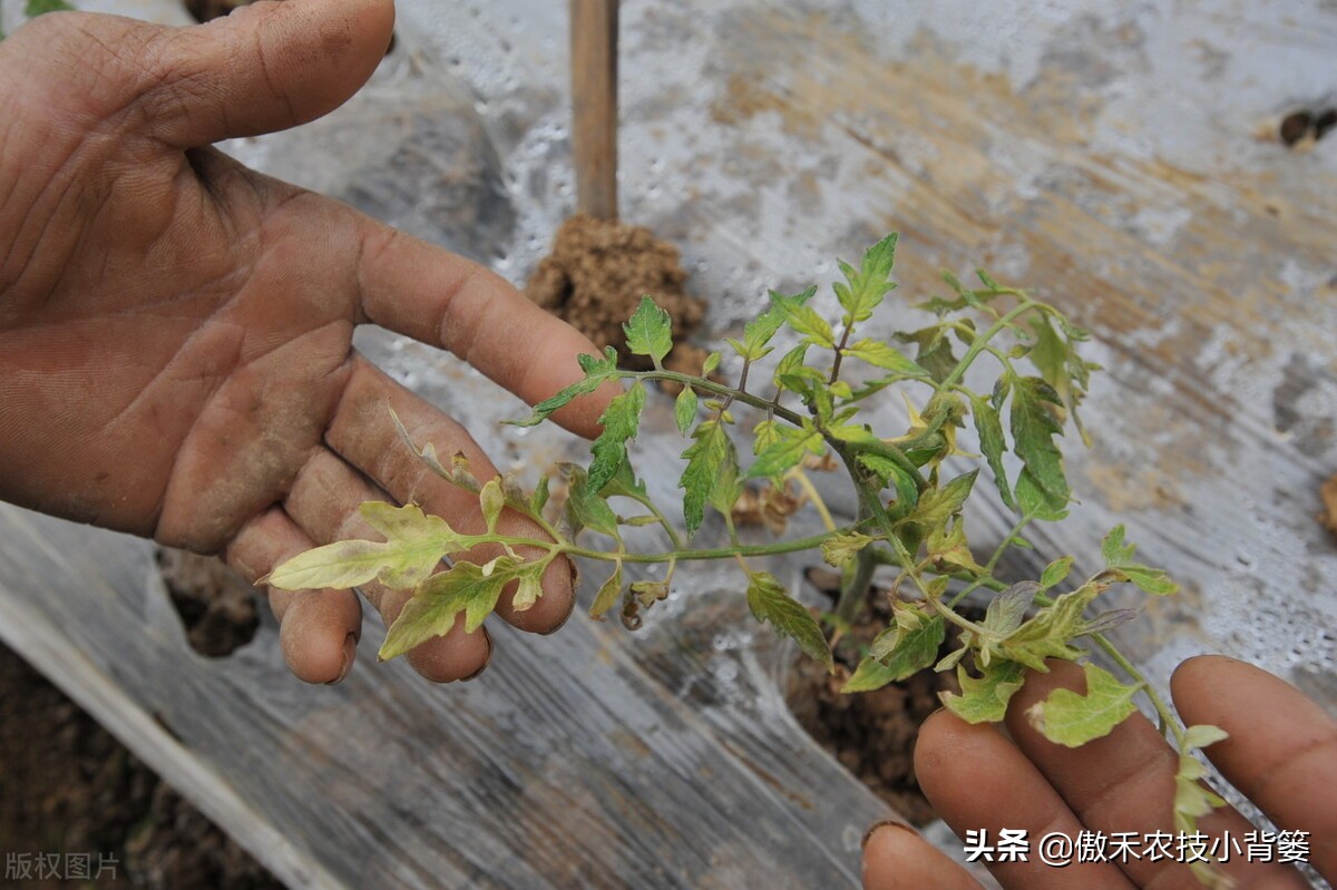 主要原因是哪些(种瓜种菜要重防土传病害！土传病害的主要原因和病害特点是什么？)