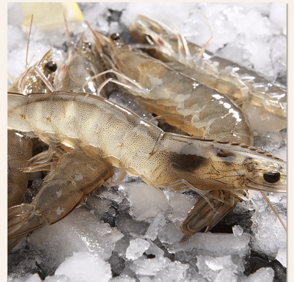 湖北华沃生态农业有限公司：南美白对虾喂饲料的投喂技术有哪些？
