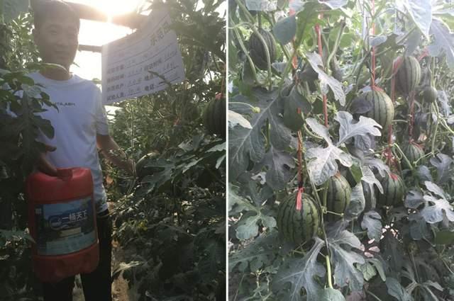 花粉多糖肥好用吗？怎么用？一文说清楚