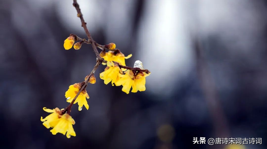 看到梅花你会想到哪些人（看到梅花你会想到哪些人试着写一段话）-第3张图片-巴山号