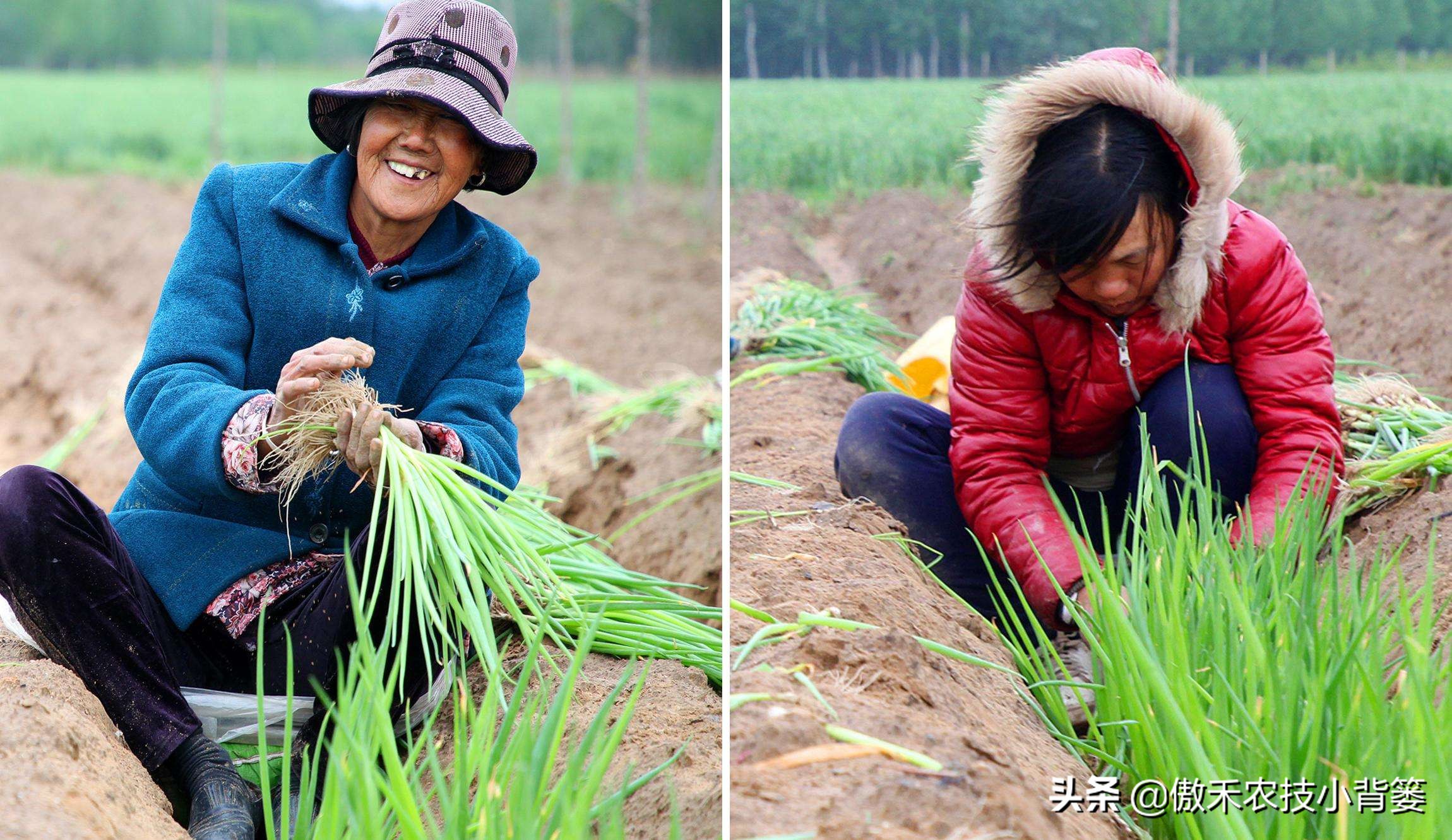 小葱的种植方法与时间（北方小葱的种植方法与时间）