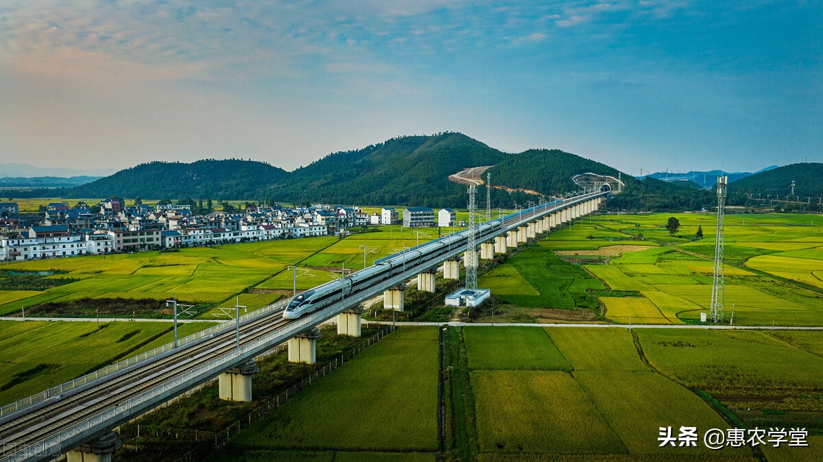 农村种植水稻补多少钱一亩？补给谁？附：2022年水稻种植补贴标准