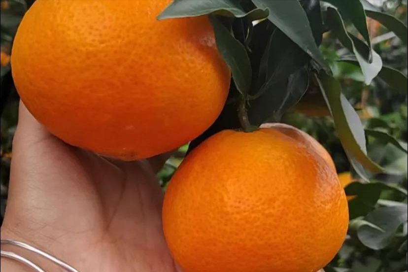 柑橘爱媛价格看涨，种植主产区实地探访为你分享