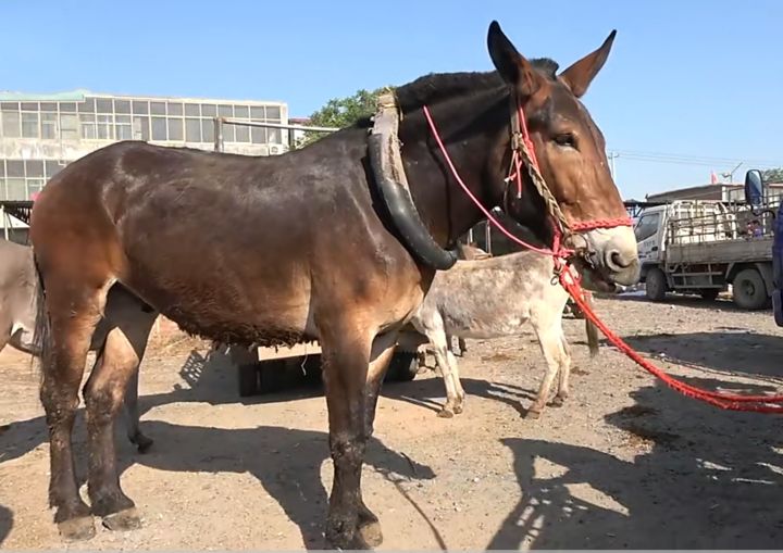 骡子和马的区别在哪里(骡子和驴的区别在哪里)-币圈之家