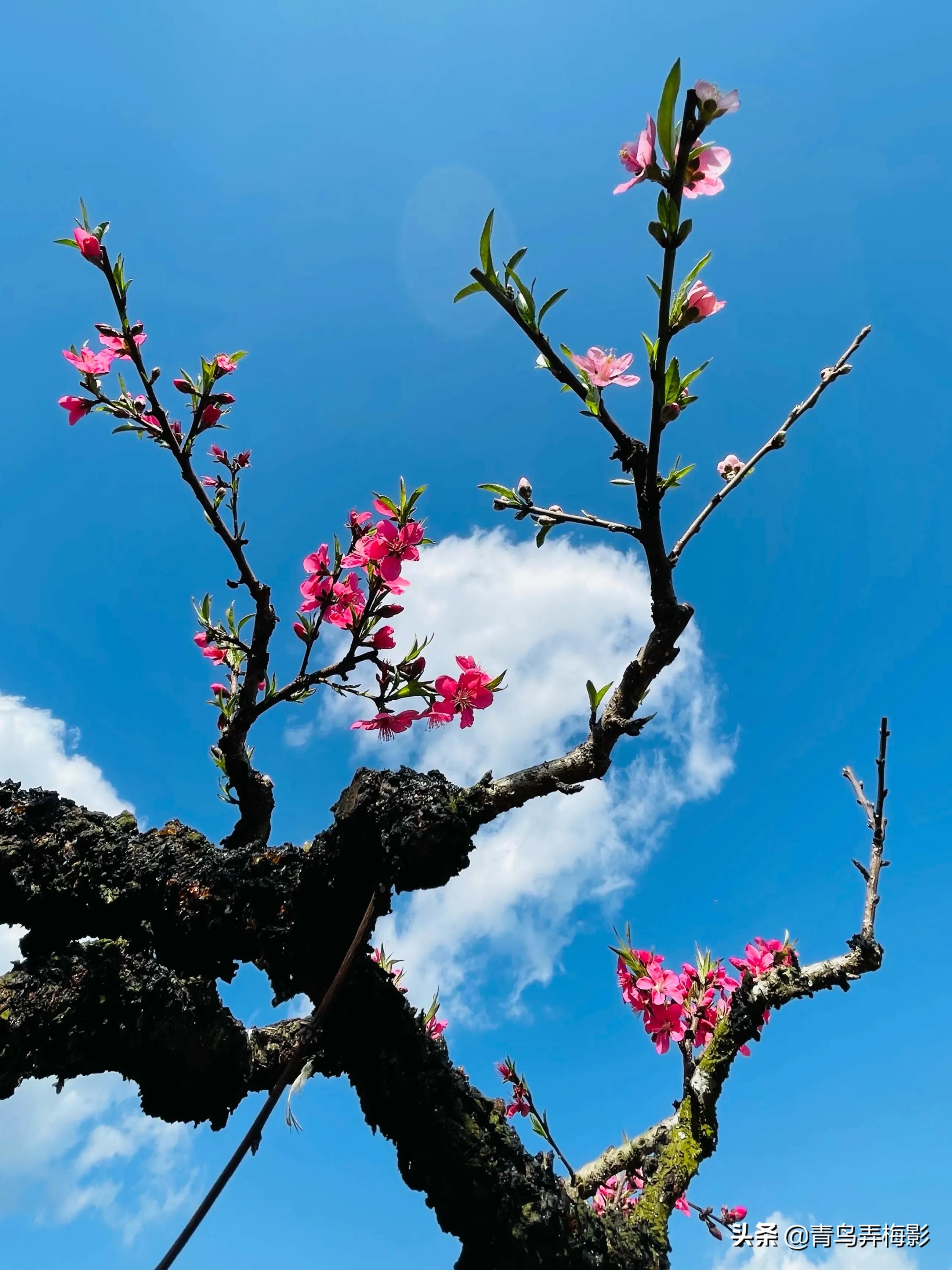 三月桃花笑春风，感恩美好的遇见