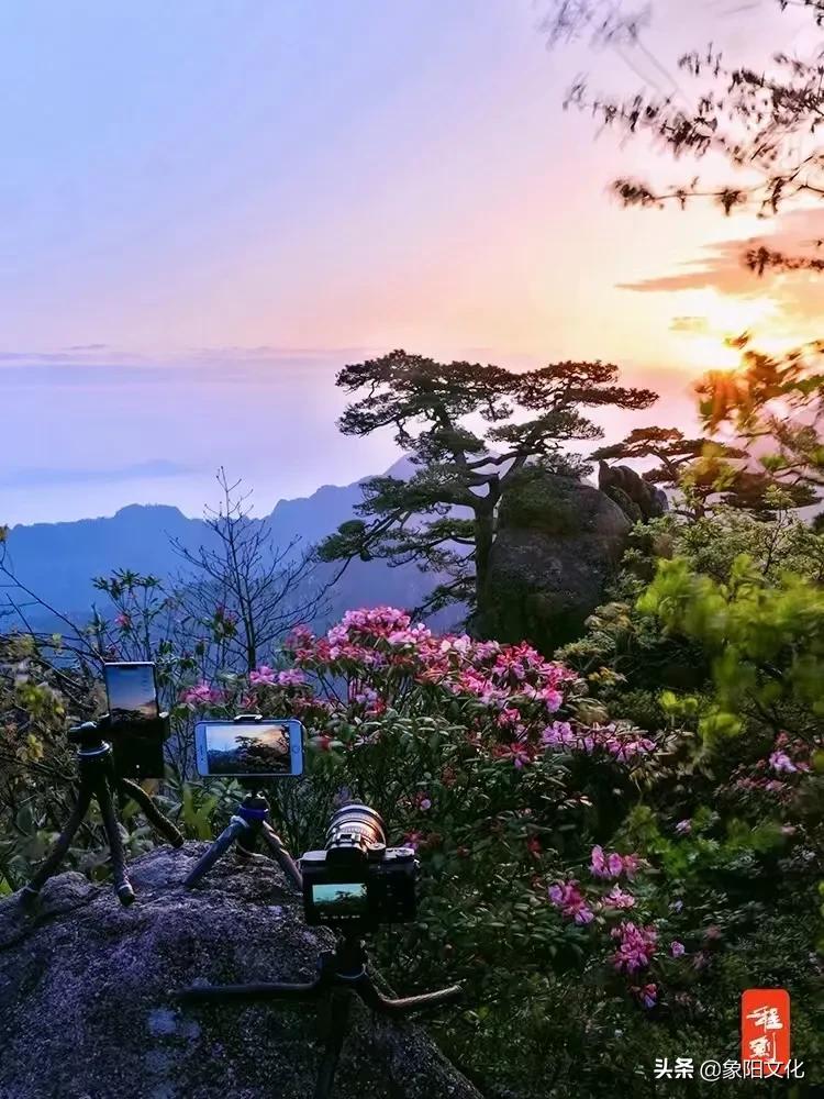 诗词/摄影欣赏：《国粹》《朱顶红》《待到山花烂漫时》「281」