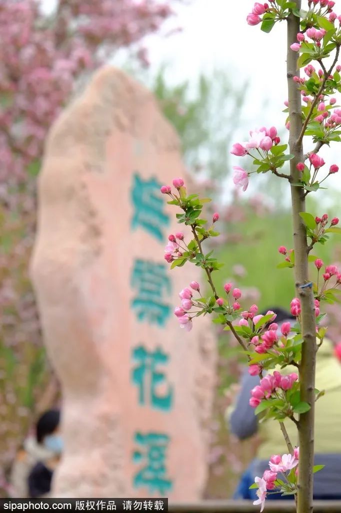 北京海棠花什么时候开（北京海棠花期多久）-第2张图片-华展网