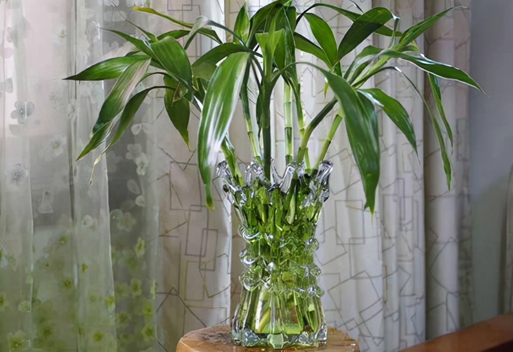 家里光照不足，建议养这10种“耐阴花”，有点散光就能长得很美