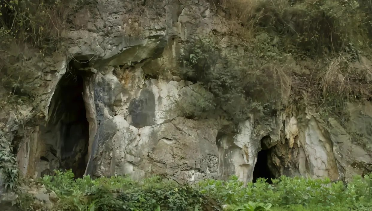 ����Ƥ�Ҵ壺������ɽ����100���꣬ר�ң����㲻�ܳ�