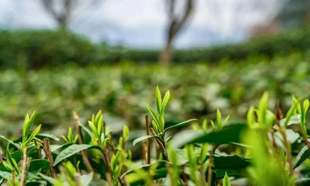 只此青绿，在此山中，去茶园里遍寻春意