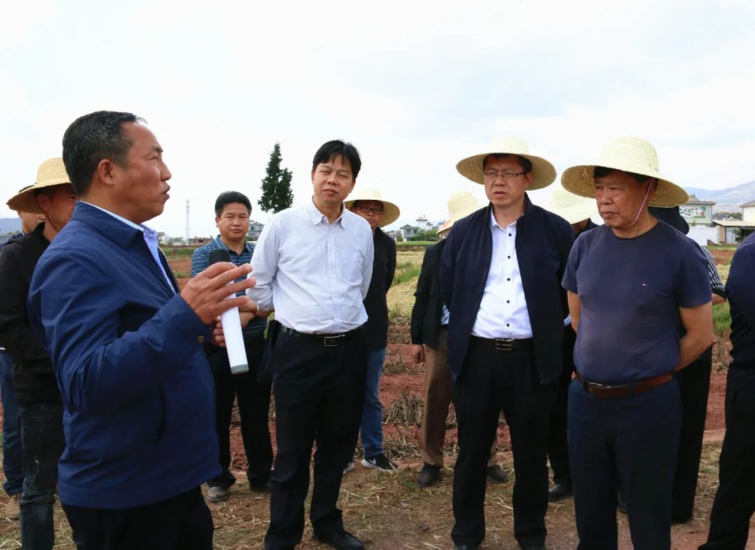 “农民院士”朱有勇在大理打造“烟+青贮玉米”套种示范基地