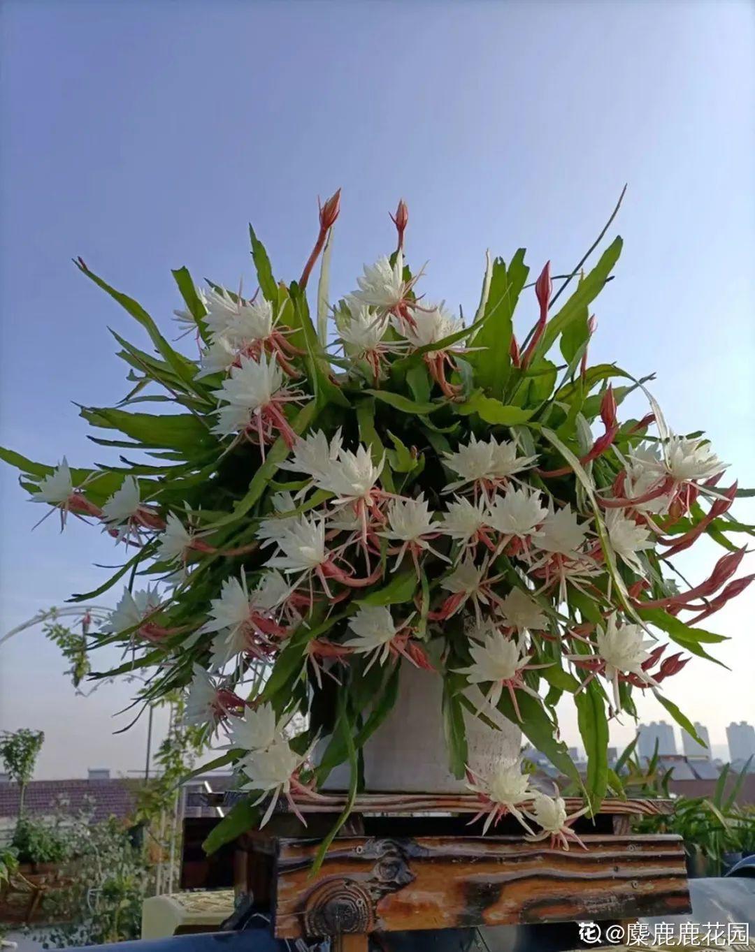 什么花不适合在家里养?(不适合在家里养的八种不