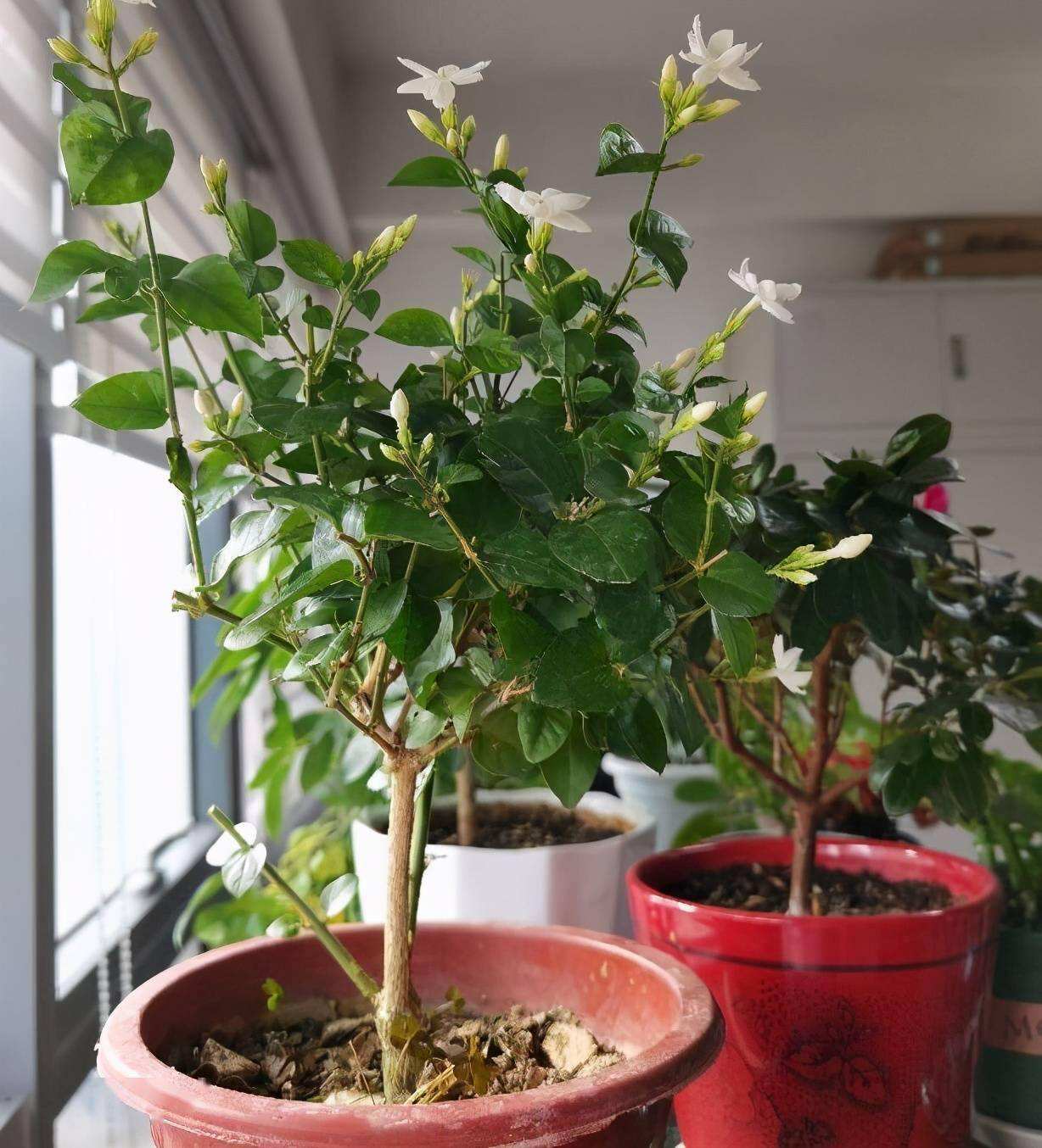 人养花三年，花养人一生！9种养人花，好吃又好看，还能吸收废气