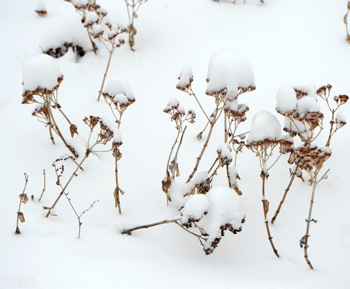 等一场雪落，赴一程流年的约定
