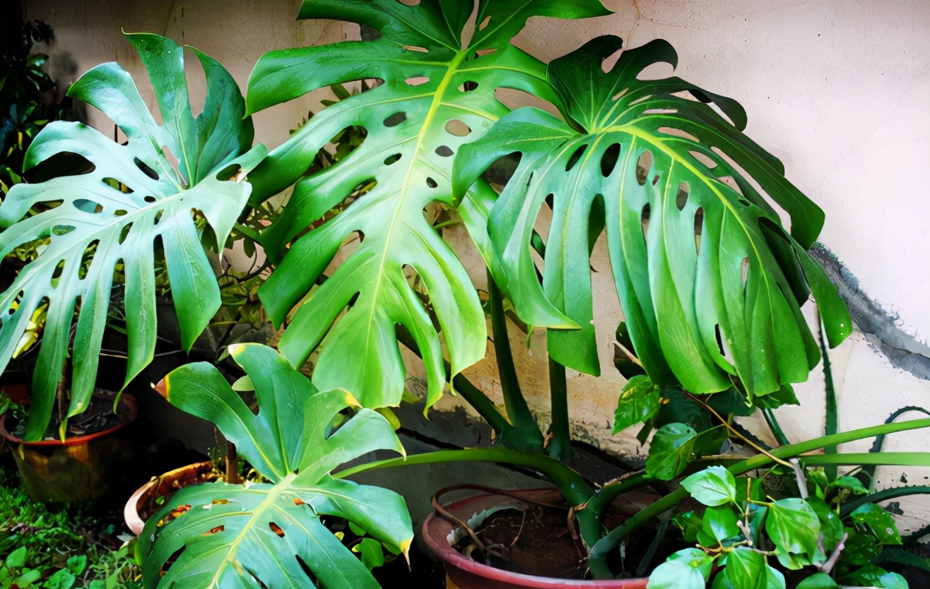 除甲醛排名前十植物（盘点3种被称作甲醛克星的常见绿植）