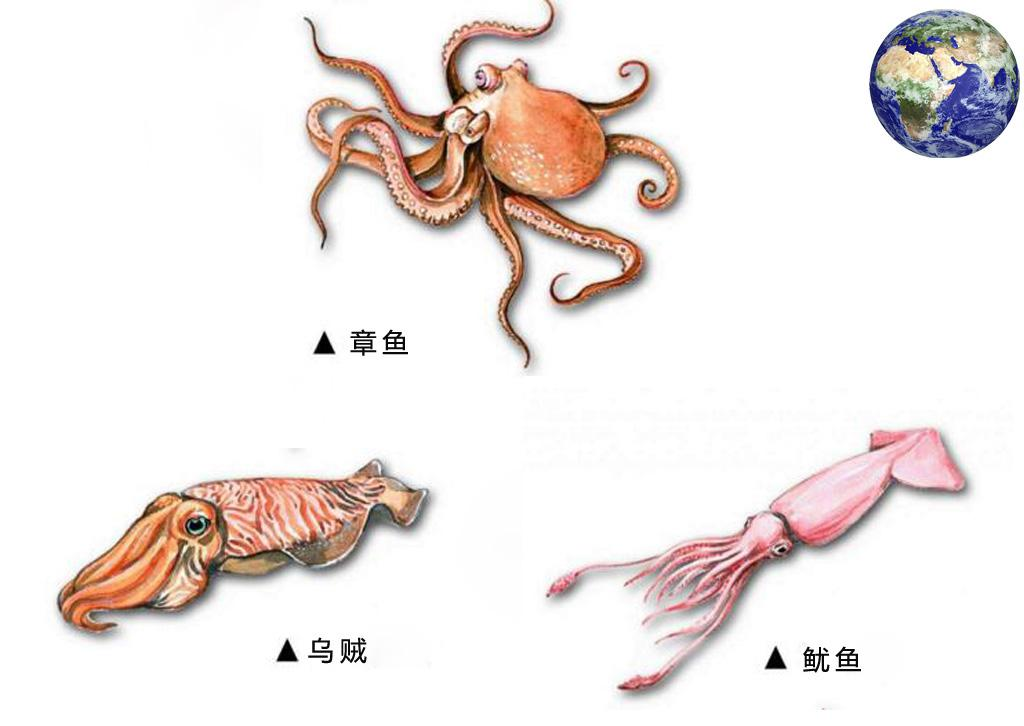 大王陆鱿(日本惊现3米罕见大乌贼，专家：深海生物现身海滩，或与地震有关)