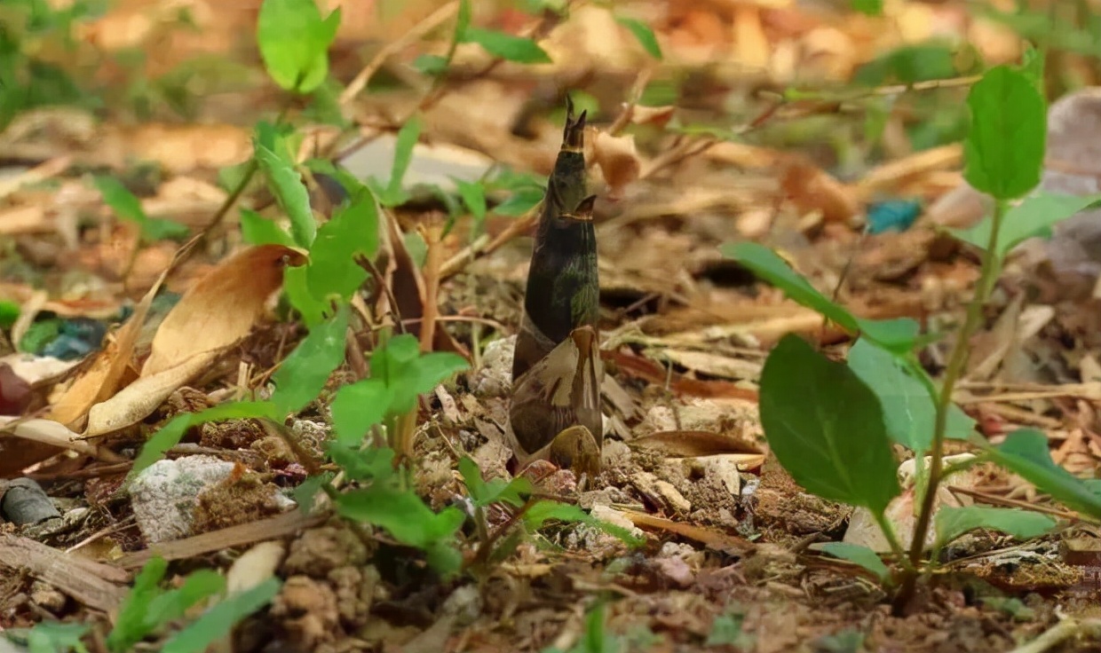 春笋:"尝鲜无不道春笋","食过不思肉"