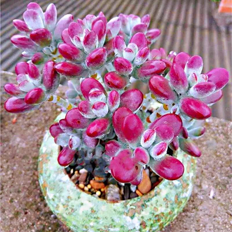 三种多肉:达摩福娘,乒乓福娘,巧克力福娘,达摩福娘香气最浓