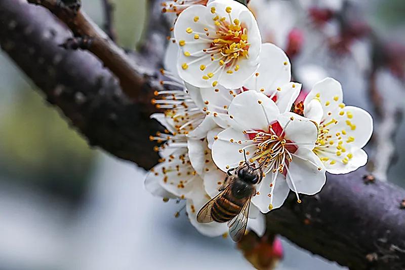 蔷薇科杏属植物杏梅（盘点杏梅种类以及特征）