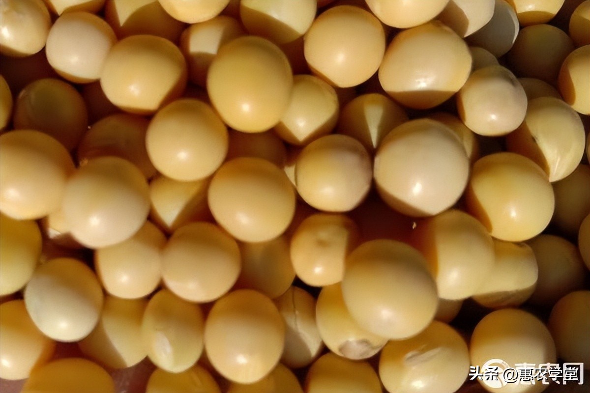 2022年底大豆价格多少钱一斤？
