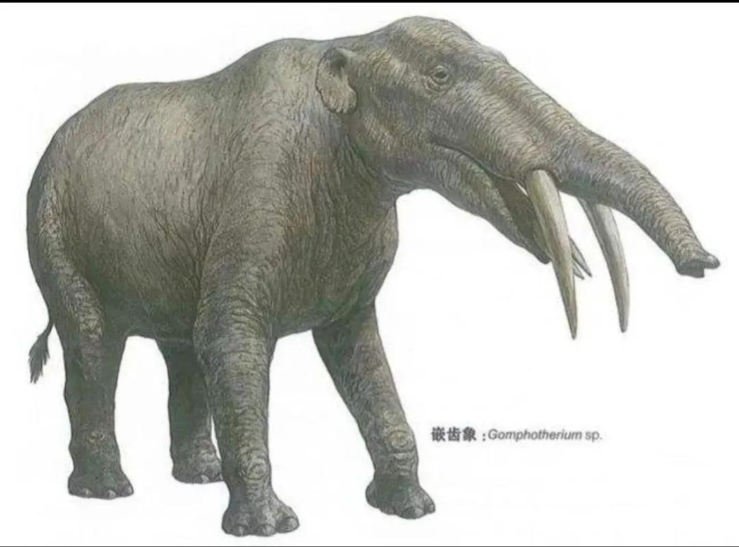 古代大象主要包括真猛犸象,恐象,嵌齿象,始祖象,铲齿象,埃及重脚兽等.