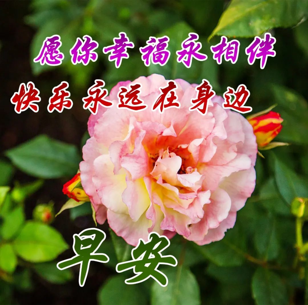 早上好,清晨美好的祝福送给你,愿你幸福又安康