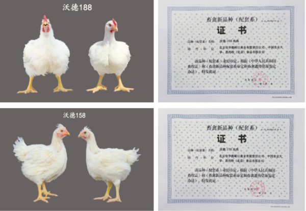 回眸2021：高水平推进科技自立自强，打造国家战略科技力量