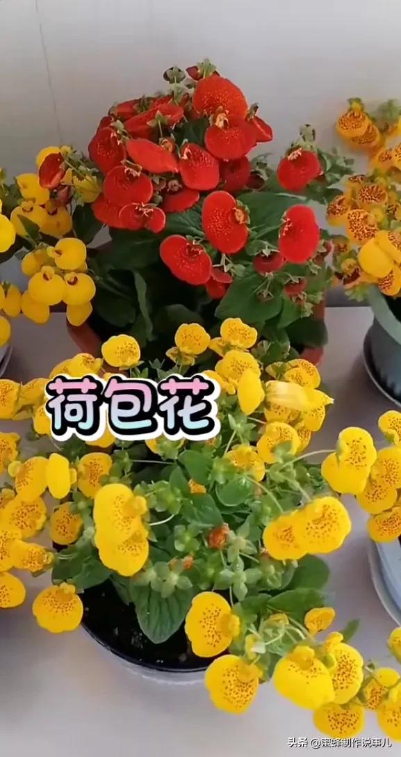 心有阳光，春暖花开；心有阳光，一路芬芳