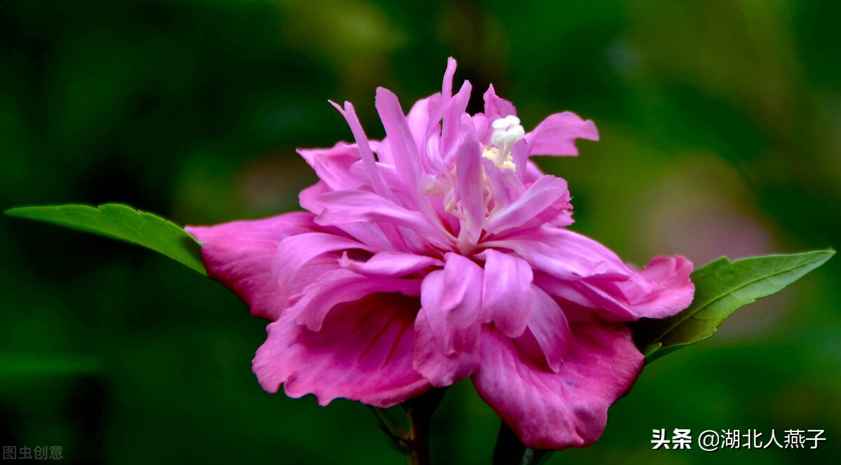 春天挖野菜，送你56种野菜大图片，带你见识不同的野菜和吃法