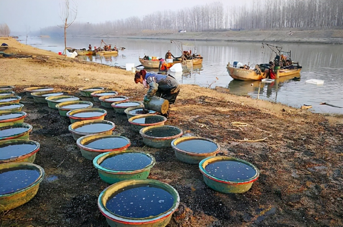 曾经的捞虫血红虫如今却变成了非法捕捞