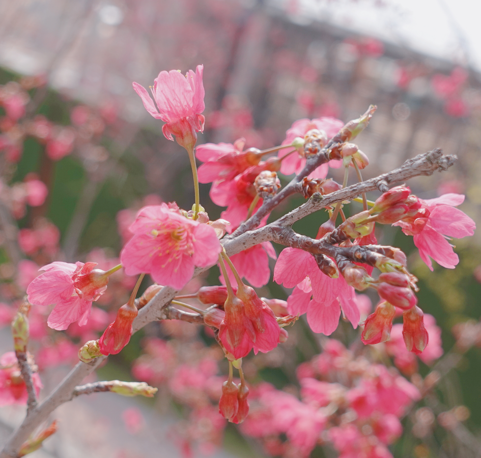 春日花序 | 惊蛰花开渐繁盛，雨过雀鸣万物生