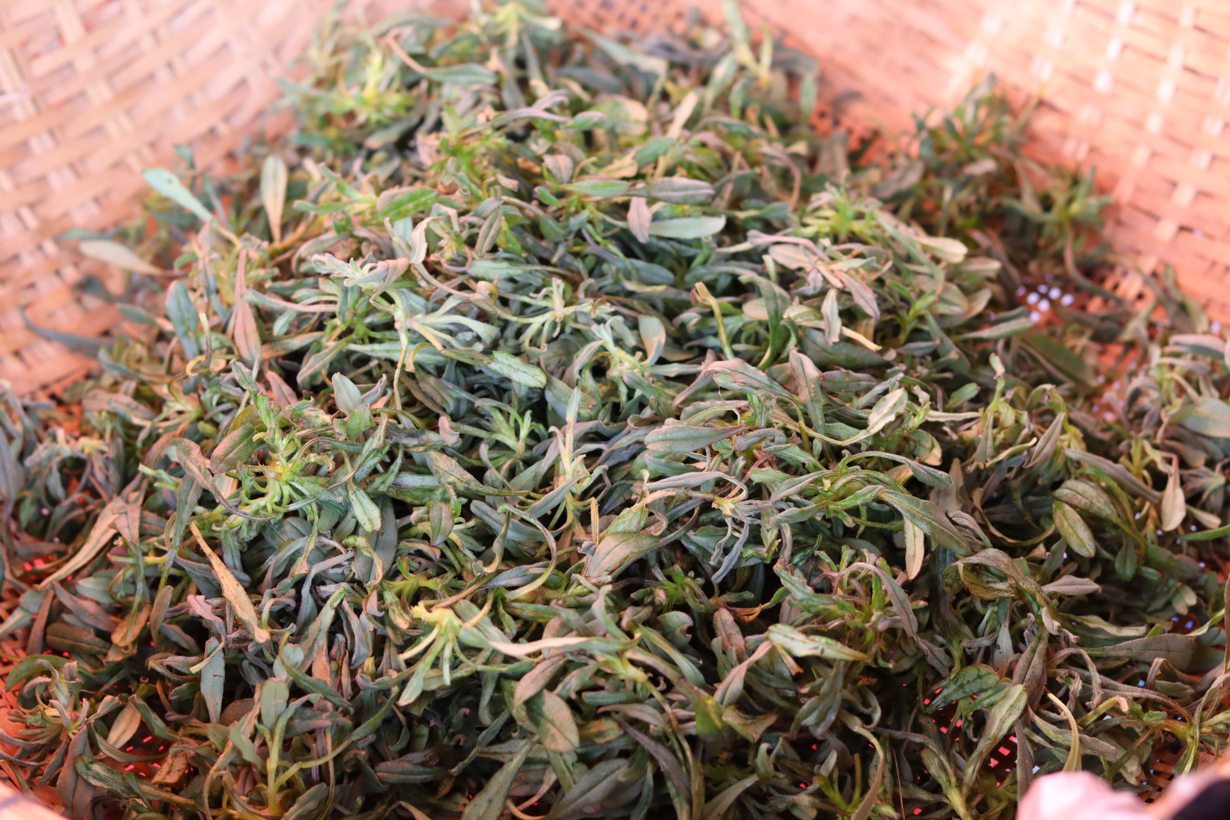 冬天过后,"头茬野菜"别错过了,包饺子真香啊,好多人还不认识