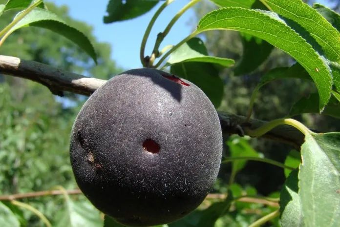 4 紫杏除杏之外,杏属的栽培水果至少还有二种,梅/a. mume和紫杏/a.